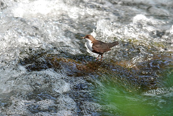 042 Wasseramsel
